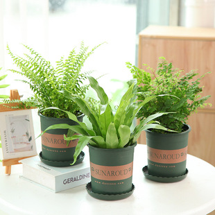Boston Fern Desktop Evergreen Florals Indoor Wolf Tail Fern Easy to Grow Green Maidenhair Fern Bird's Nest Fern Tropical
