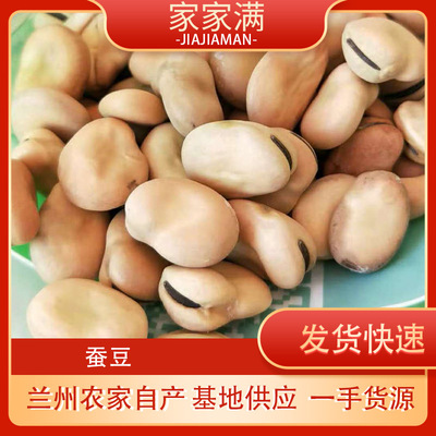 白皮蠶豆批發甘肅農産品豆類大顆立飽滿大豆魚食批發 免費拉樣