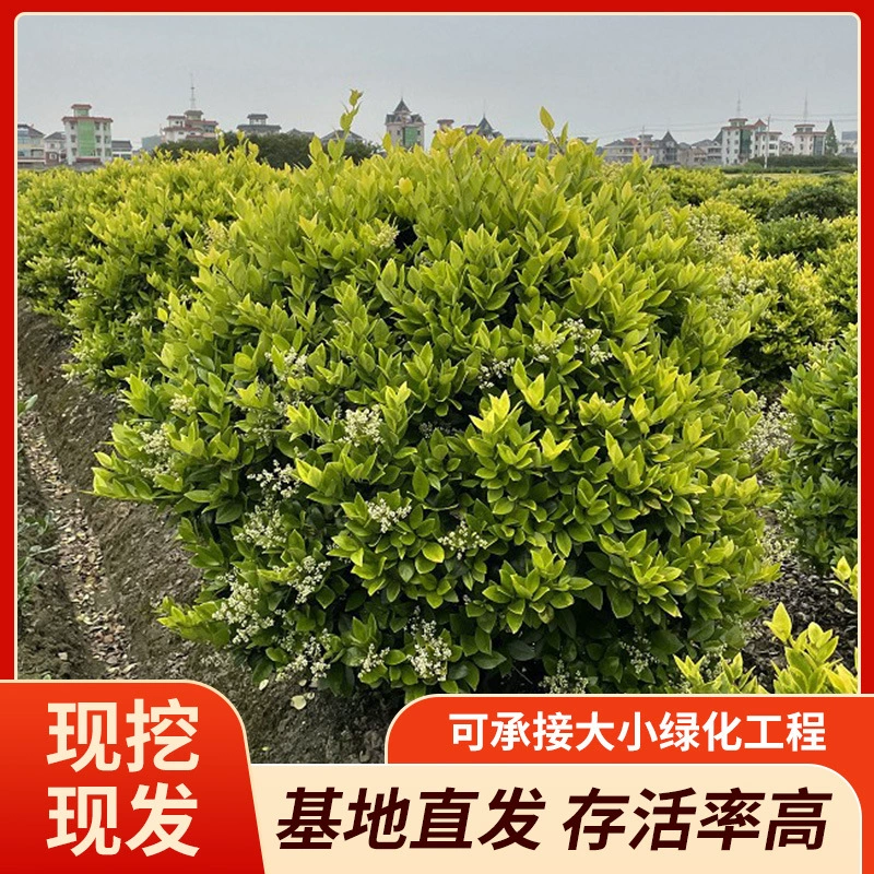 Производители поставляют золотые шары японики P80-250CM, колонны, средние бочки и т. д. Доступны различные спецификации для оптовой продажи на базе.