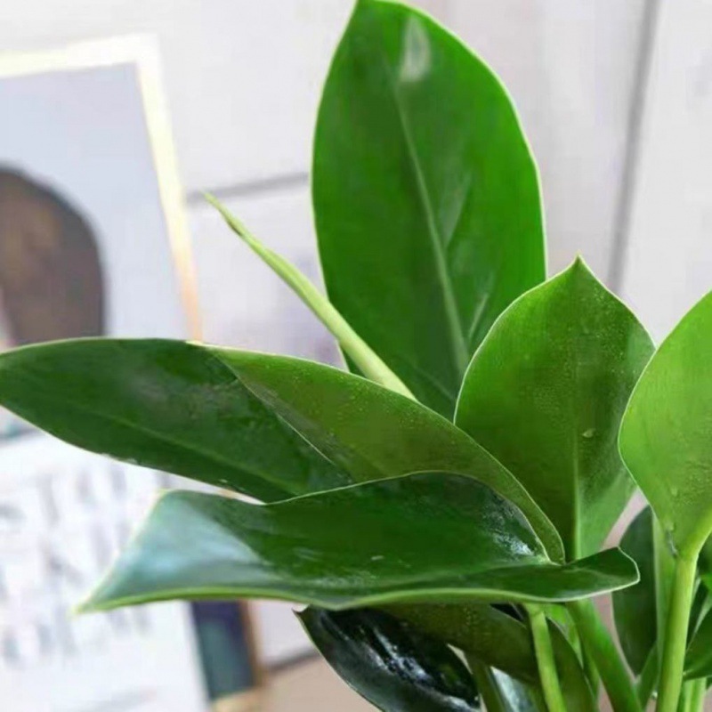 마약왕 [1+1] 특가 화분 2개 + 영양액