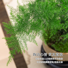 ��Ʒ���������Ը߶��辰С�Gֲˮ��ֲ���k���҃Ȱ����������绨��