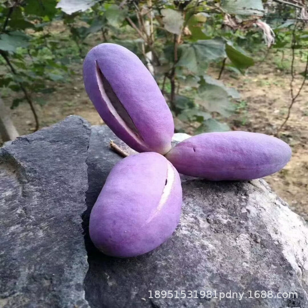 八月瓜果树苗麻皮无籽八月炸瓜苗四季种植八月瓜树苗当年结果果树