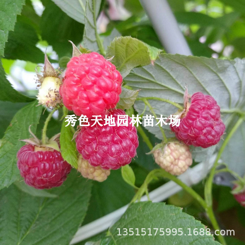 红宝石树莓苗双季掌叶覆盆子刺泡特大果树苗地栽阳台盆栽当年结果