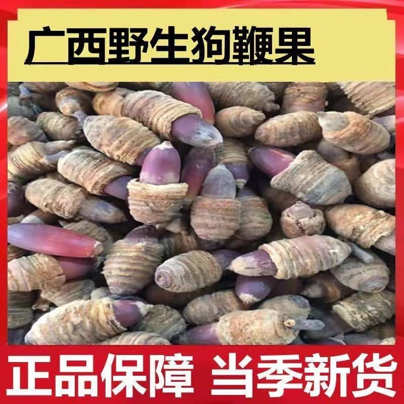 狗鞭果广西野生猪仔粒男人泡酒料中药材干货毛毛锁阳果