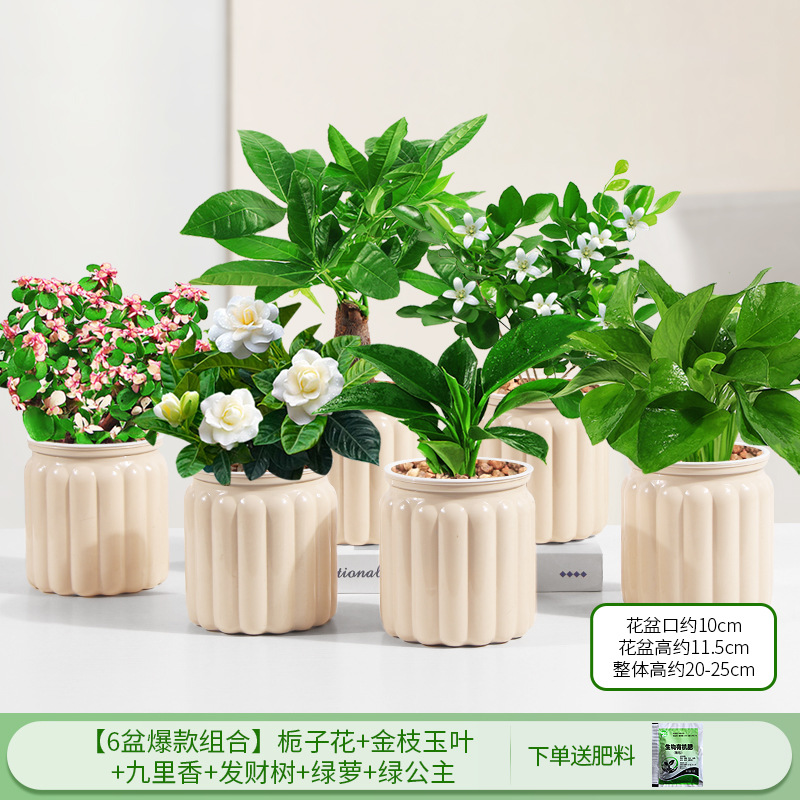 [6 화분 핫 콤비네이션] 치자나무 + 황금가지와 옥잎 + 구리향 + 돈나무 + 청무 + 그린 프린세스