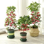 富贵籽朱砂根红凉伞黄金万两金玉满堂富贵子客厅盆栽盆景带籽发货