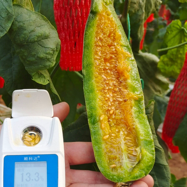 Весенний Рог Медовая голова Stubble Boyang 61 Boyang No. 9 Хрустящая Сладкая сочная Дыня Теперь выберите роговой мед