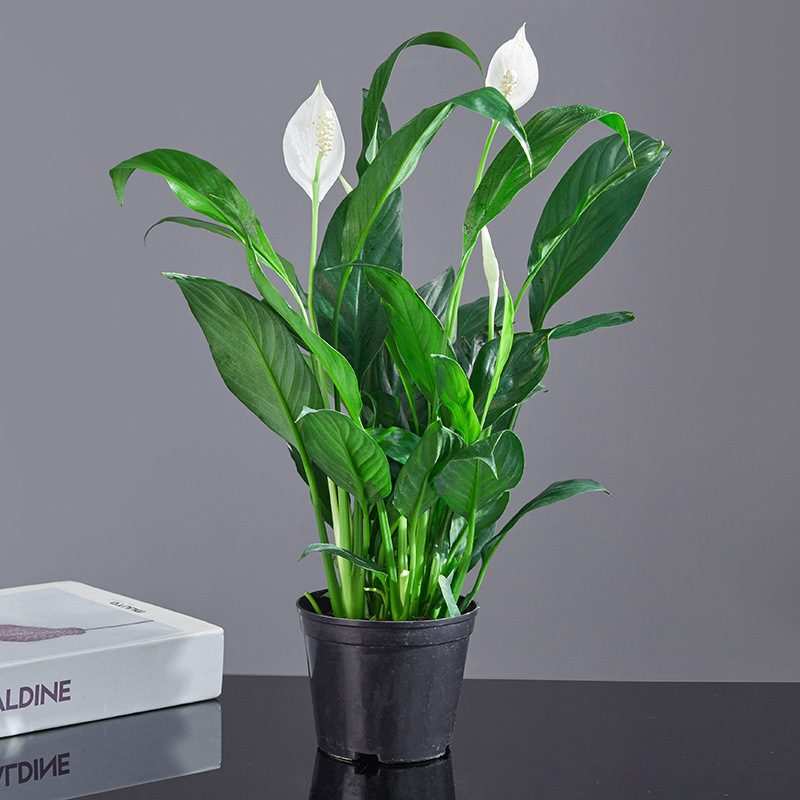 꽃이 있는 고품질 흰색 야자나무 3그루(원래 화분) + 영양액