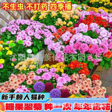 ߲ǹջNӾջNӻɫLԻ҃ȷNֲļ_