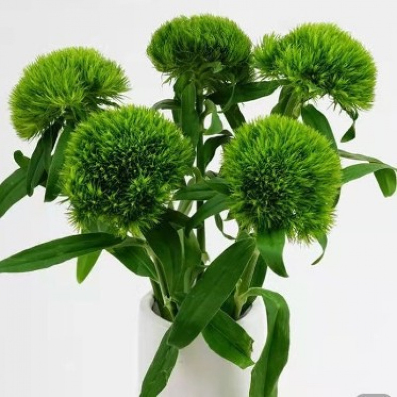 玫瑰花鲜花云南昆明基地批直发百合向日葵红豆家用鲜切水养插|undefined