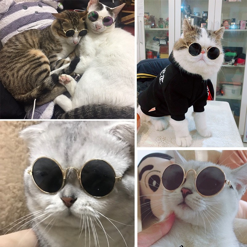 Gatas de gato para mascotas retrógradas para jugar cool perros gafas de fotos accesorios gatos perros extraños gafas de sol joyas de marco de oro gafas