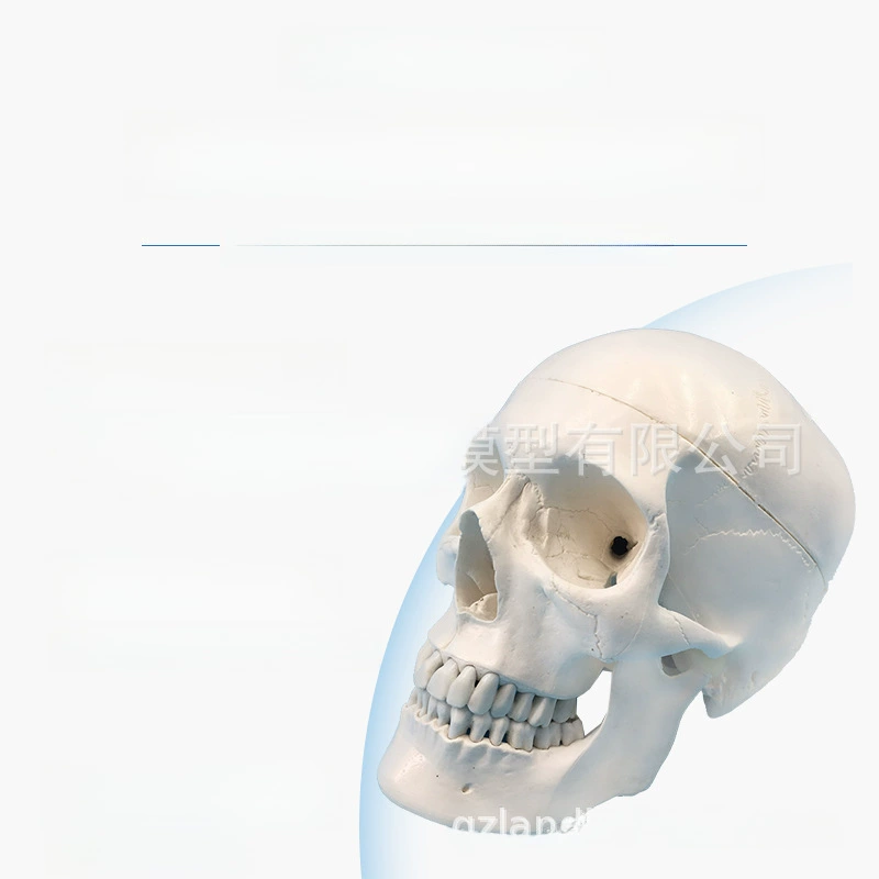 Realistic sample, skull model, training, scale 1:1, anatomy