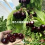 俄罗斯嫁接耐寒种植樱桃苗