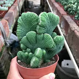 盆栽;花盆容器;月季蔷薇植物