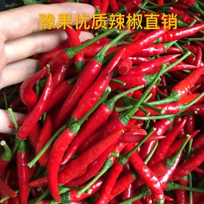 fresh Pepper millet Chili peppers millet Pepper Duojiao Red Hot Chili Peppers Pepper 1-10 Jin Te Spicy