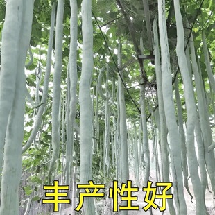 �������L�߶��N�ӡ��߹ϷN�������L�����Ĳ��N�ӵ����߲˷ǷN��