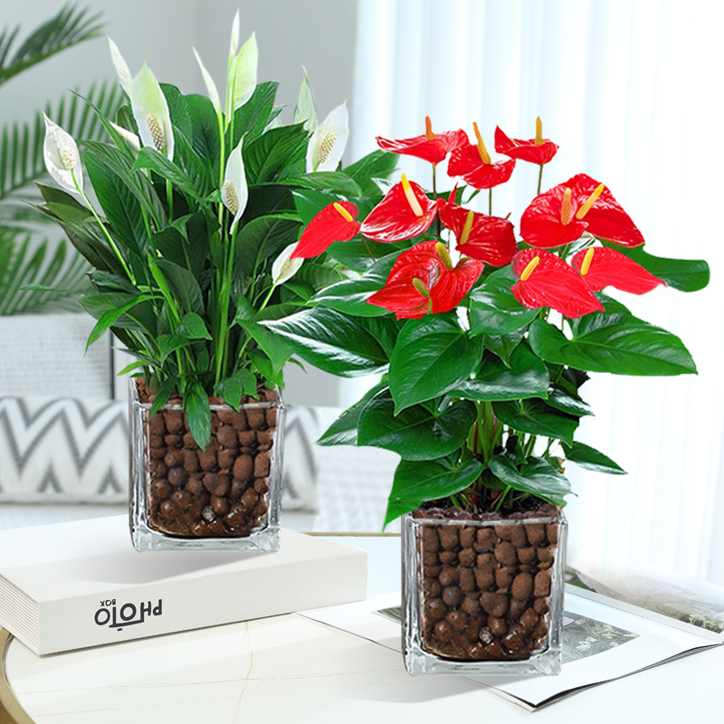 특급 안스리움 + 특급 화이트 팜 + [사각형 실린더 2개 + 세람사이트] + 영양액