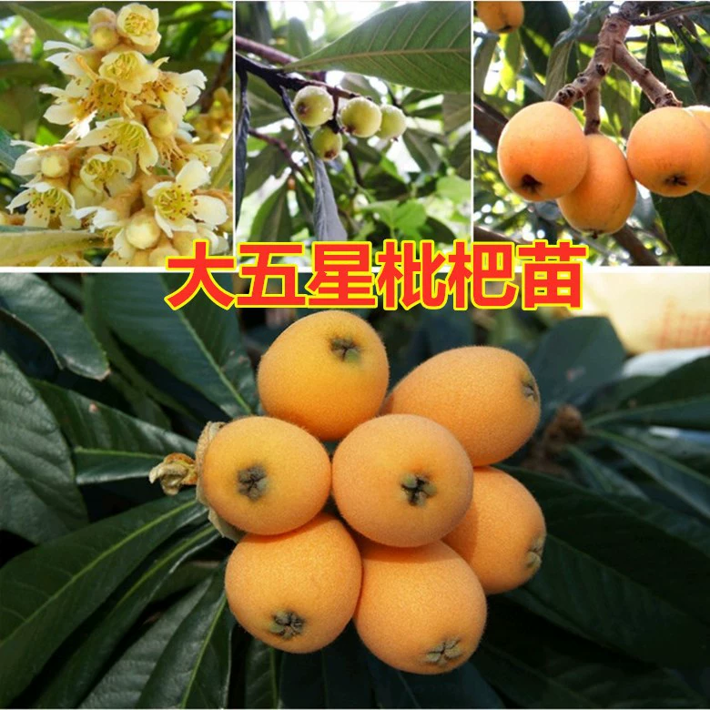 Саженцы мушмулы Большая пятизвездочная прививка Специальная посадка на юг и север Посадка в горшке на земле года Плоды Большой белый песок Саженцы мушмулы