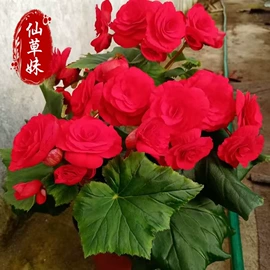 宿根花卉;一二年生花卉;灌木