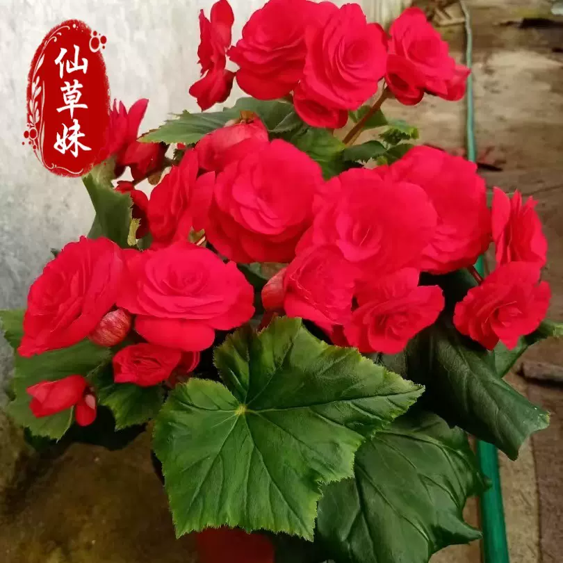 丽格海棠 玫瑰海棠 盆栽花卉 四季海棠花苗盆栽花卉重瓣带花发货