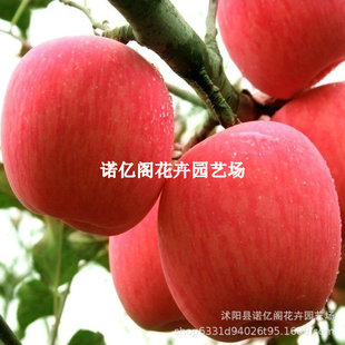 �����O��������Ʒ�Nѩ��t�O�����籱���ͺ������ش�t��ʿ������