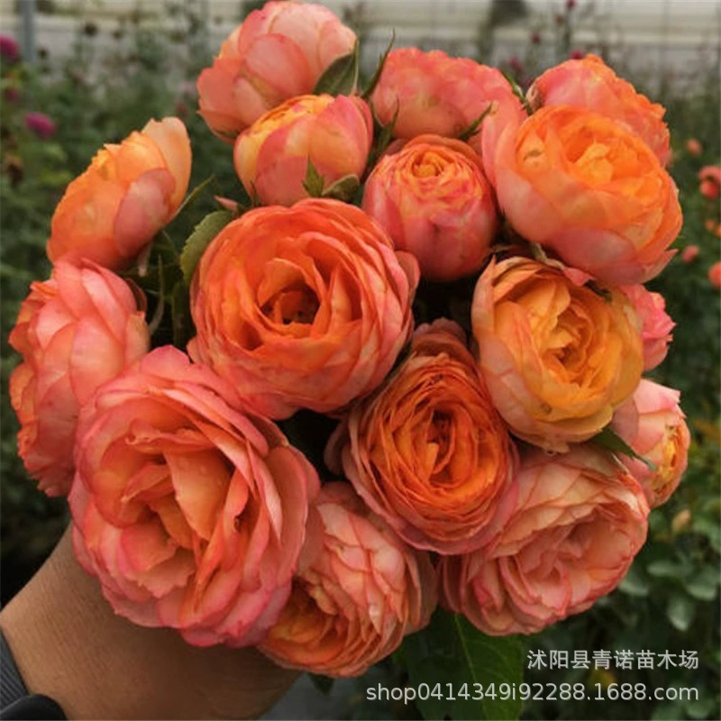 Ouyue Fujimoto Романтический ребенок/Романтический Су Лей Многосезонная Роза Фудзимото настоятельно рекомендую супер красивый