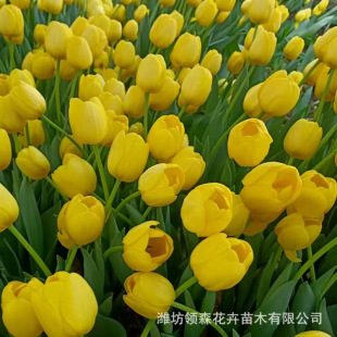 Ornamental Flower Tulips, Professional Cultivation Tulip Seedlings, Potted Base, Flower Sea Landscape Plants