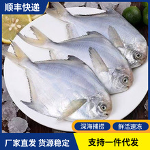 银鲳鱼新鲜冷冻海捕鲳鱼鲜活速冻白鲳鱼平昌鱼商用海鲜水产批发