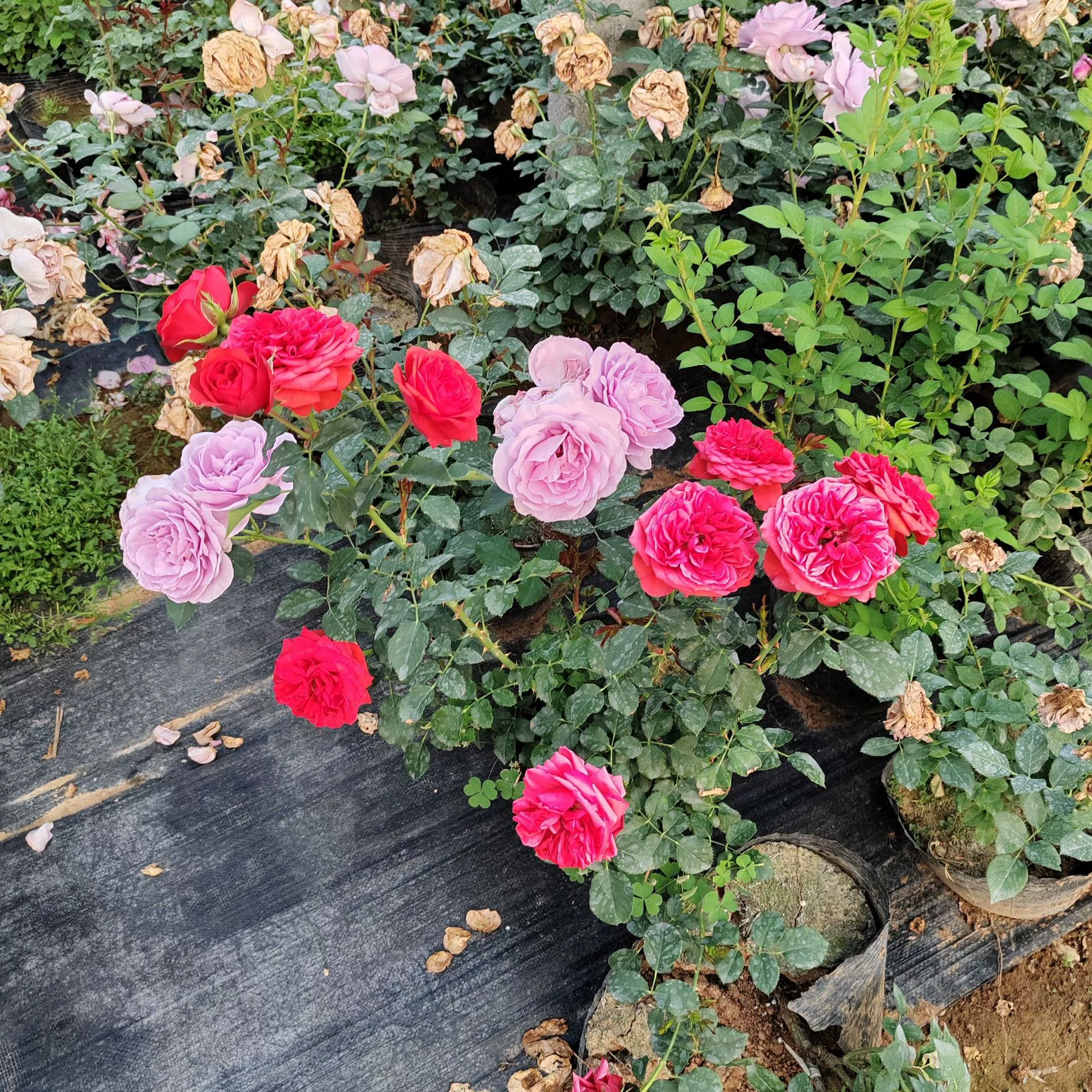 Роза База в наличии Сорта Big Flower Роза Вертикальное зеленение Ou Yue Горшечная красная шляпа Роза