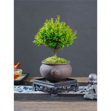 С�~����辰�Ϙ����҃�����ֲ�ﻨ���k���ҽ�z�ľ����С�Gֲ