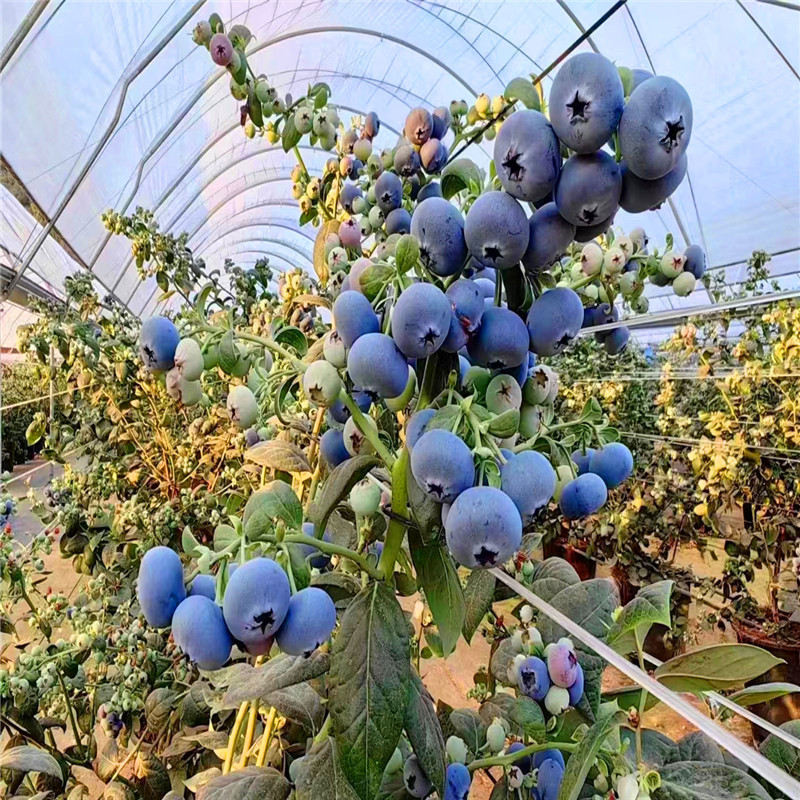 蓝莓苗基地 大连温室蓝莓 L11 25 29 F6 有瑞卡 莱克西 分枝量足