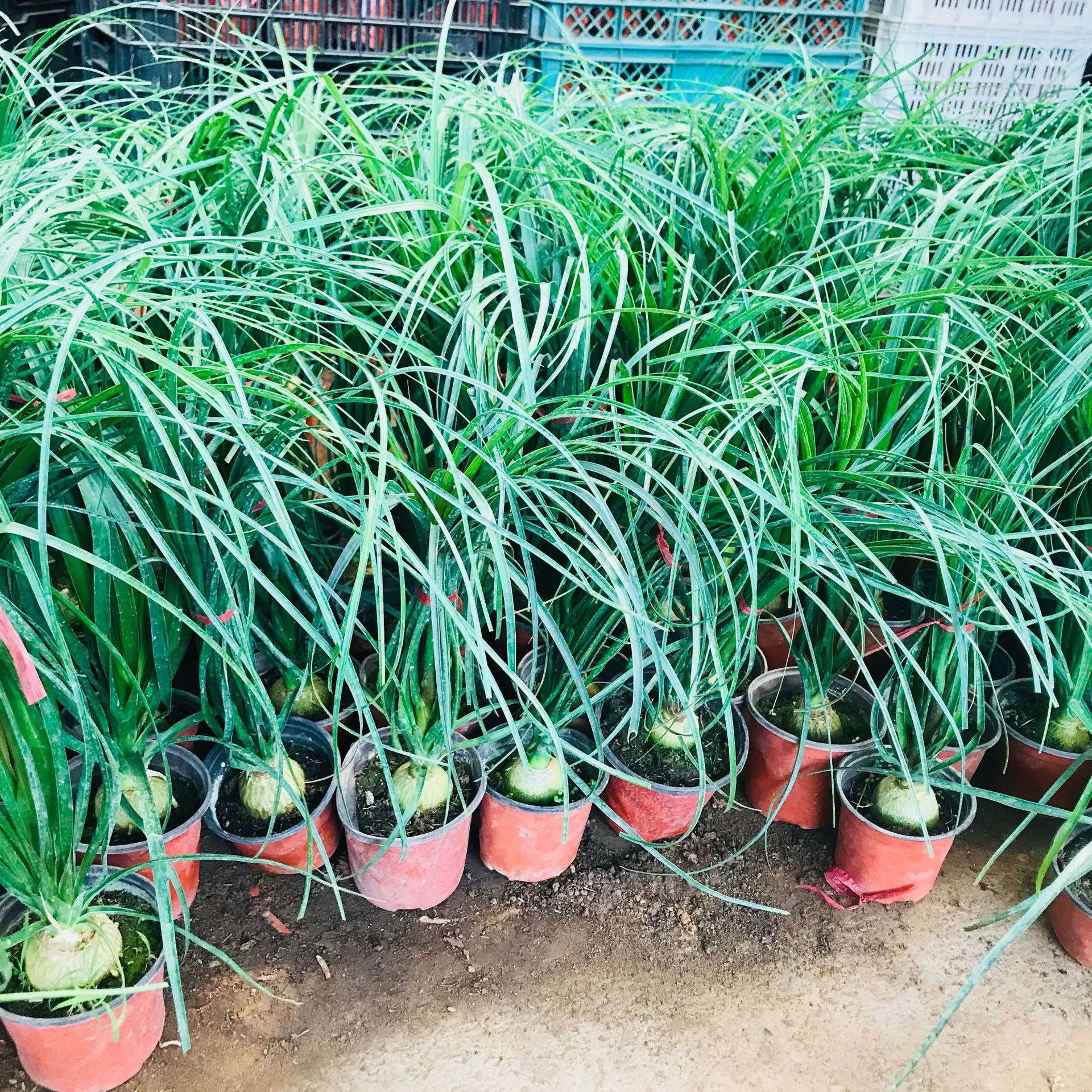 Теплица оптовые продажи зеленых растений в горшках бутылка вина Орхидея офис настольные цветы в горшках чистая воздушная мякоть растение вино Орхидея