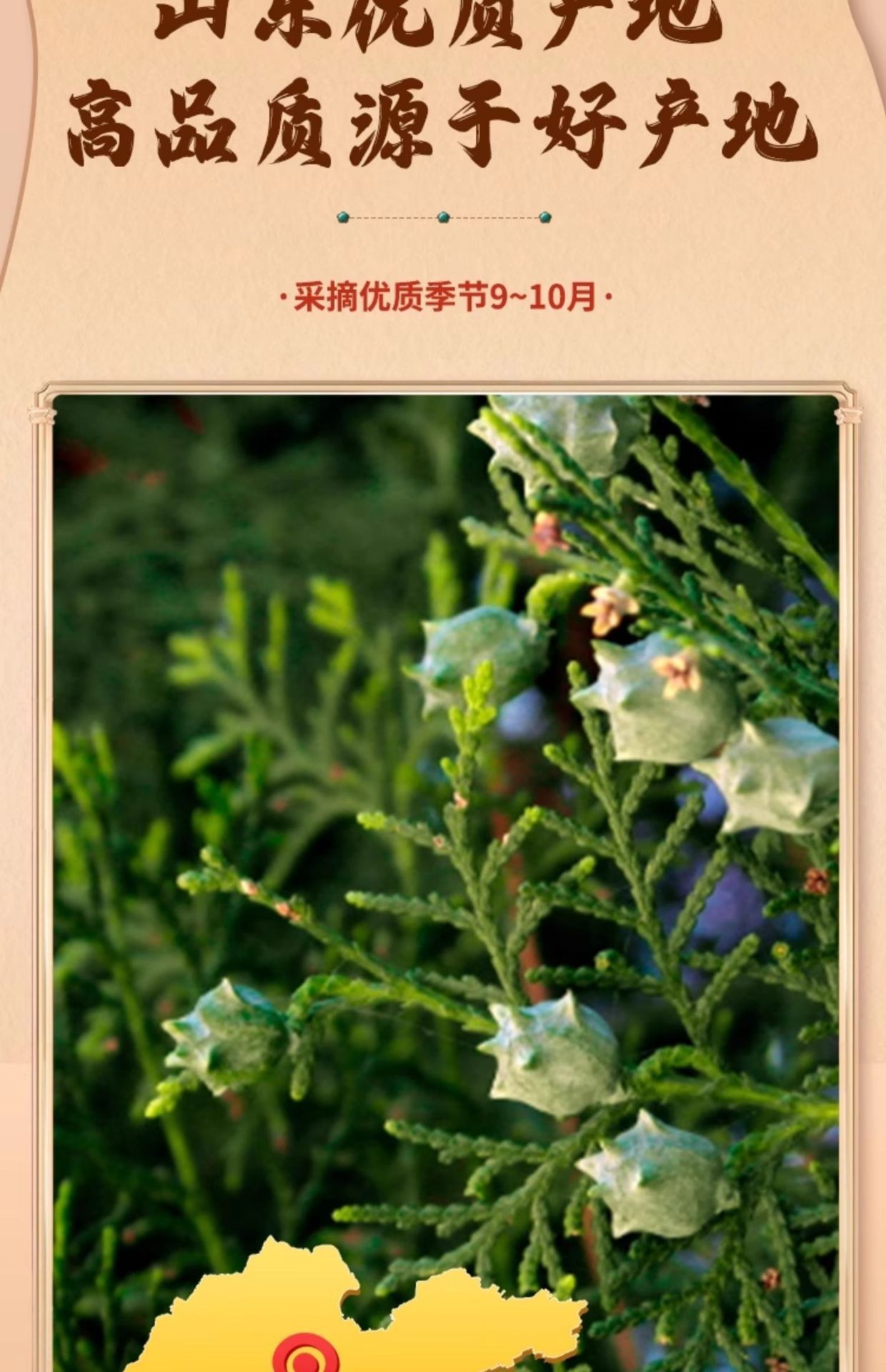 Platycladus Seed Bi Zi Ren 40g Shell-Free Dried Herb for Tea and Decoction key features