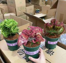 ����ֱ�N�����ƶ���ֲ��С���Ի��� ��Ʒ�Ӂ���ɫ���L