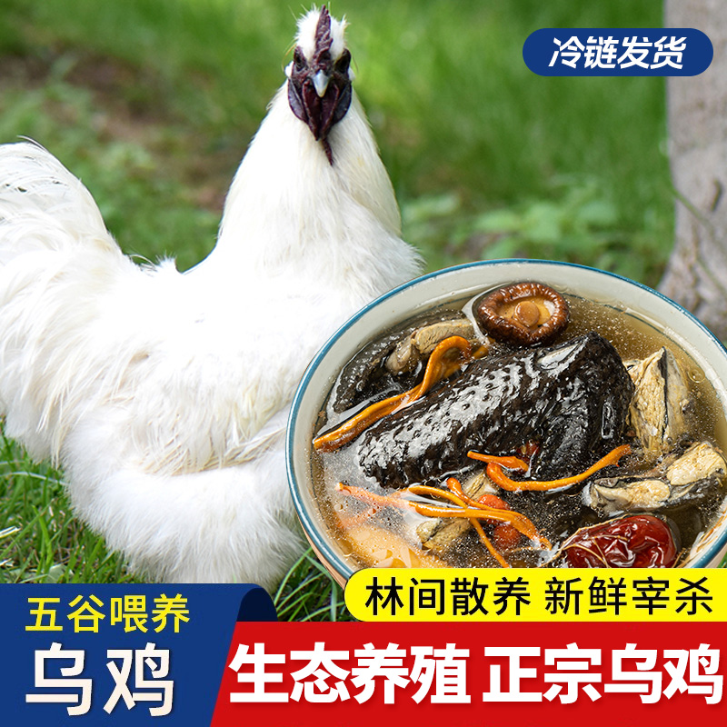 乌鸡新鲜现杀土鸡农家散养老母鸡公鸡活鸡整只正宗乌骨鸡