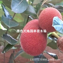 菠萝蜜树树苗嫁接泰国8号红肉12马来西亚1号庭院木带土菠萝蜜干包