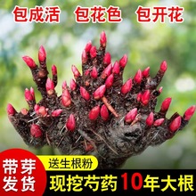 �ذꎧѿ��ș����N���ļ��_�����K�̨����ͥԺ�r���Gֲ����ֲ��