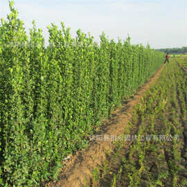 北海道黄杨树苗围墙篱笆绿化苗木法国冬青行道工程苗直立冬青树苗