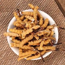 冬虫夏草纯肉节虫草断草足干虫草代发自用整肉批发云贵冬虫夏草