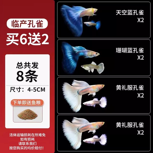 [4-5CM] Get 1 pair for free from 3 pairs of guppies that are about to give birth, a total of 8 pieces★