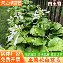 �������������޸�����ֲ��ͥԺ���@�ر����~�Gֲ����ͺ��ļ����B