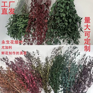 尤加利叶苹果叶干花永生花真花细叶圆叶配材云南厂家直发批发鲜花