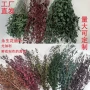 云南圆叶直发细叶尤加利叶