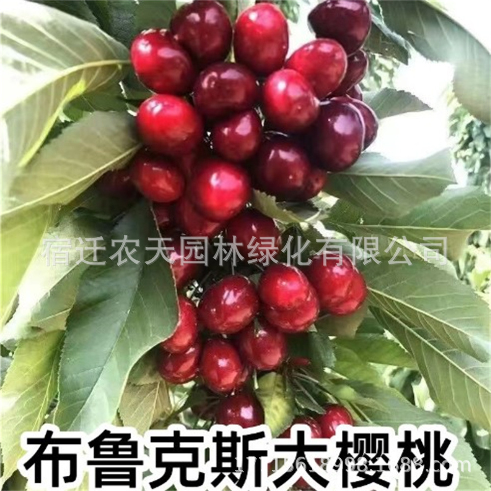 布鲁克斯车厘子特大樱桃果树苗南方北方种植矮化盆栽地栽当年结果