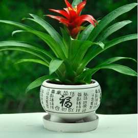 包邮鸿运当头盆景室内植物红花卉盆栽绿植凤梨阳台办公客厅之满