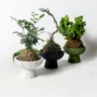 须惠植物新型室内外花盆