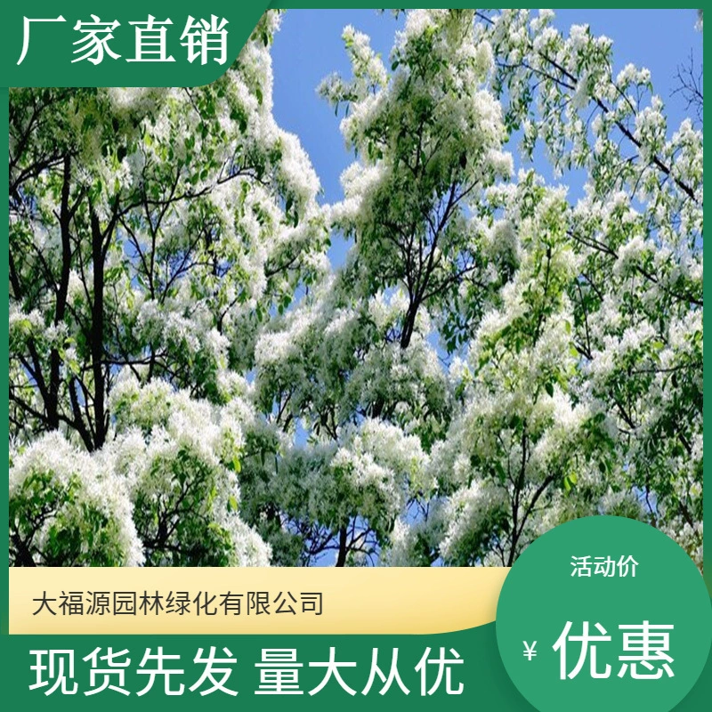 Дропшиппинг [Оптовая продажа с базы] Скидка на большие объемы саженцев с кисточками для ландшафтного дизайна живописных районов, дорог и садовых проектов.