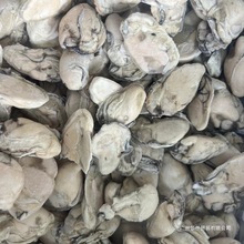 蚝蛋烧专用中号冷冻大生蚝肉蚵仔煎去壳颗颗散冻整箱冷链鲍鱼包装
