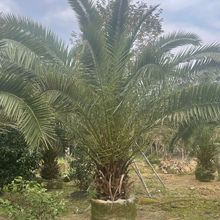 浙江加拿利海枣移栽批发 湖南棕榈树产地 江苏耐寒布迪椰子价格