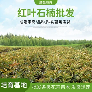 绿植红叶石楠 道路工程绿化用红叶石楠规格齐全绿篱苗木红叶石楠